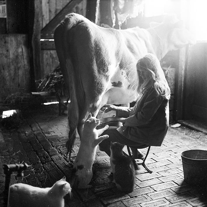 My Mom Milking One Of The Cows, Directly Feeding The Cats In The Early 1960s