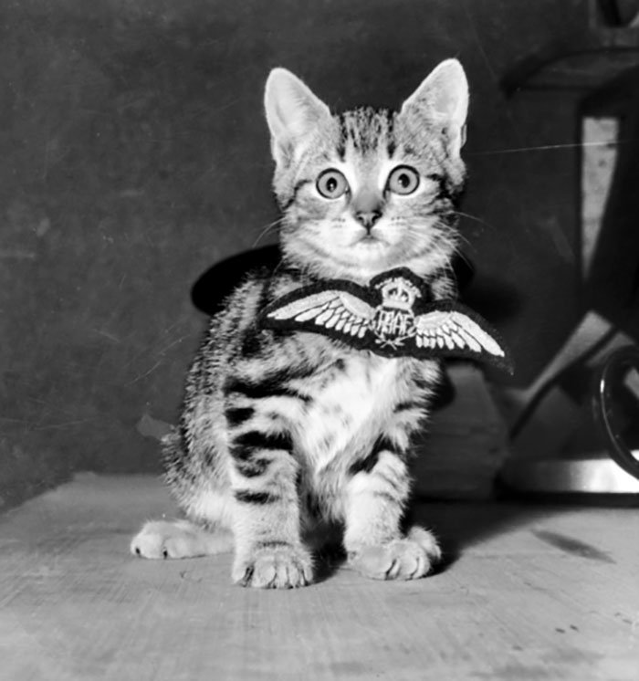 A Cat Called Aircrew. The Mascot Of A Royal Australian Air Force
