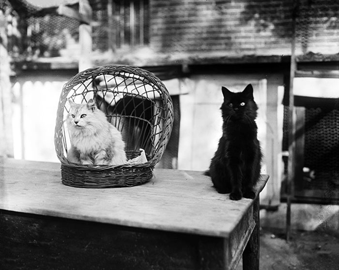 Cats In 1923