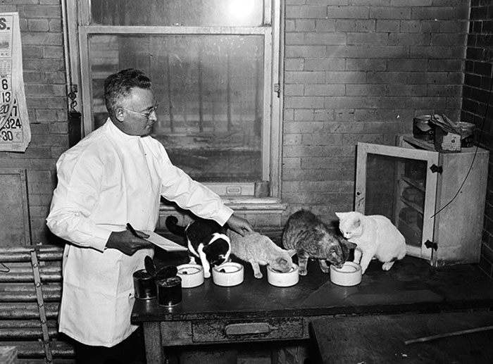 Feeding Cats 1934