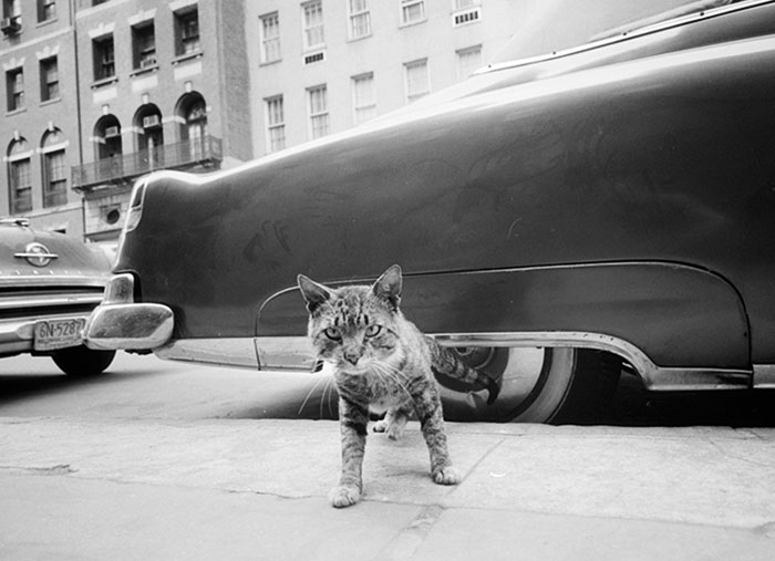 A Cat In 1959