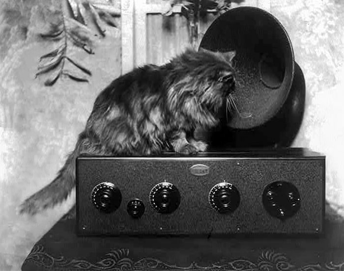 Cat Looking Into A Radio Speaker, 1926