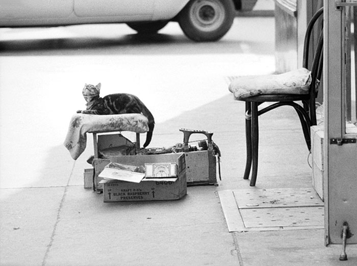 Cat On Shoe Shine Stand On The Sidewalk
