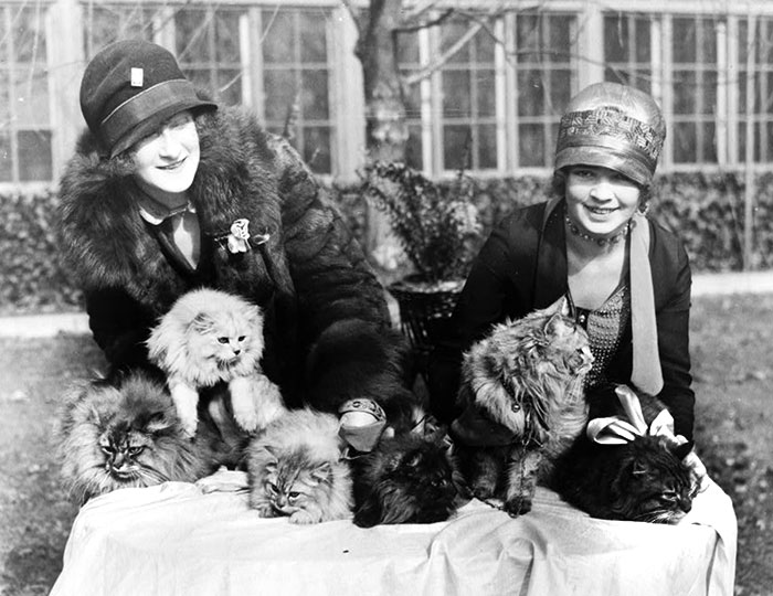 Washington Cat Show At Wardman Park Hotel In 1920
