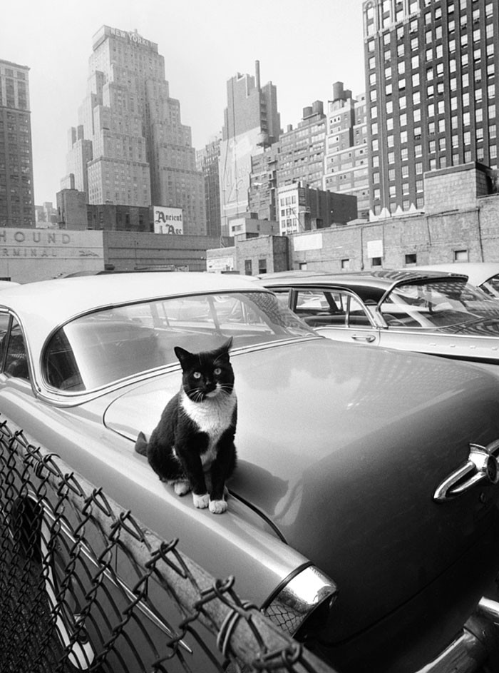 Cat Sitting On A Car With Skyscrapers In The Distance. 1958