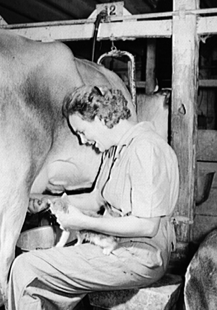Vernon County, Wisconsin. Edward Saugstad Feeding A Kitten Milk