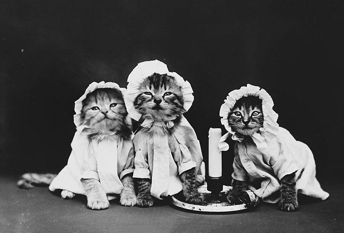Three Kittens Wearing Pajamas