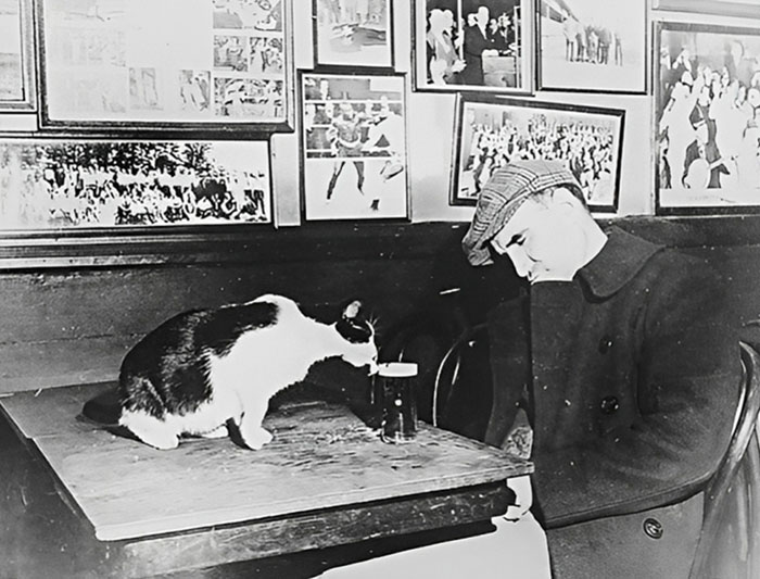 A Patron Of "Sammy's Bowery Follies," A Downtown Bar, Sleeping At His Table While The Resident Cat Laps At His Beer