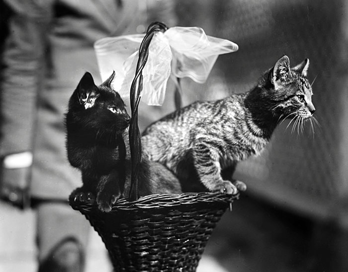 Blackie And Tiger, Two Of The Cats Owned By President Calvin Coolidge