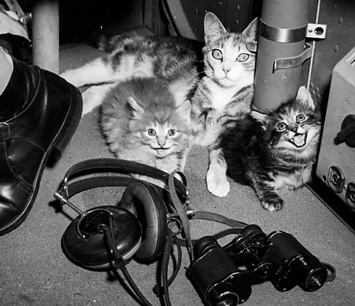 Salty And Her Two Kittens Aboard A Coast Guard Plane Piloted By Spar Kay Martin As They Flew To Rescue A Downed Navy Pilot