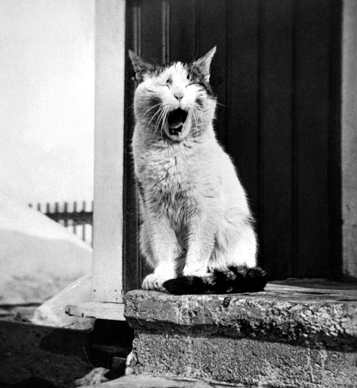 A Cat Yawns On The Stairs In The Summer Of 1931