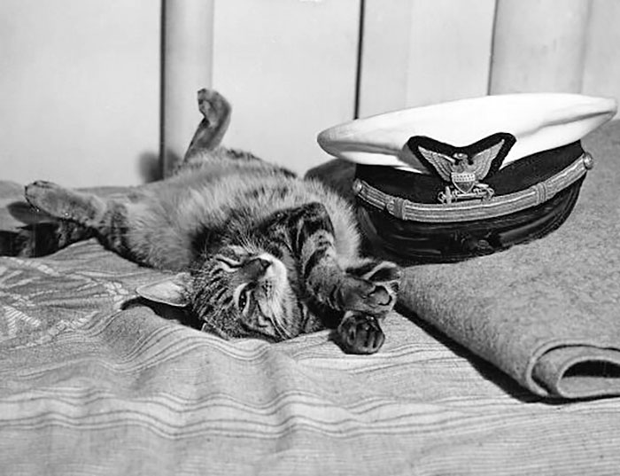 Coast Guard Officers Rescued A Frightened, Half-Starved Kitten From A Shell-Smashed Jap Pill-Box. They Brought Her Aboard And Named Her Tarawa