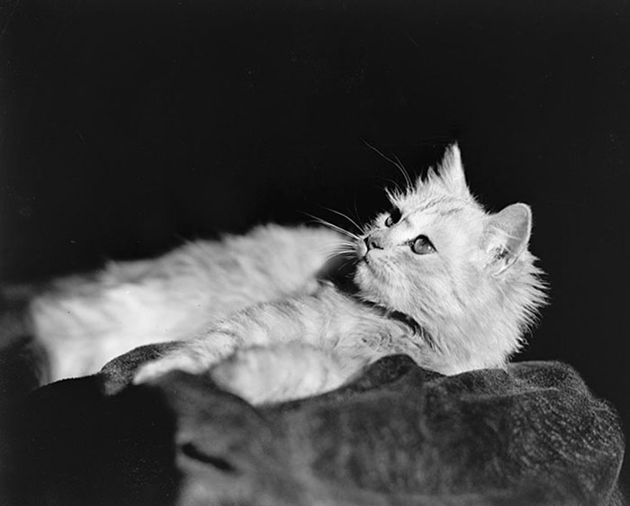A Kitten In 1925