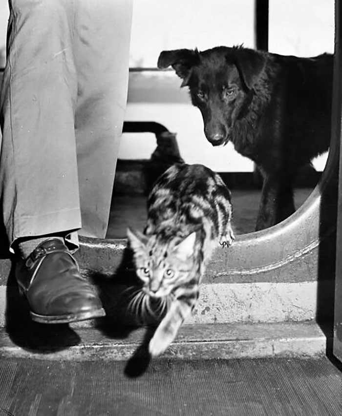 Aboard The Coast Guard-Manned LST, "Kodiak," The Dog From The Alaska Waterfront, And "Tarawa," The Cat From A Tarawa Pillbox, Just Don't Get Along