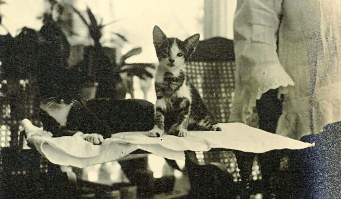Two Cats On A Table In The Early 1900s