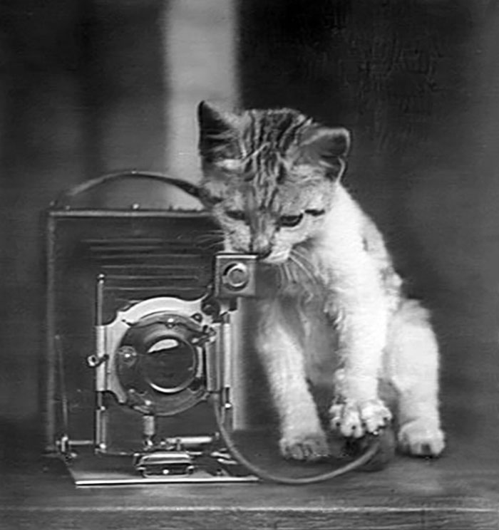 Kitten With A Camera