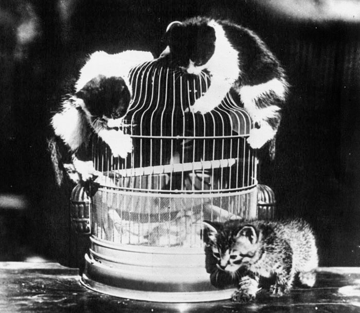 Little Cats On A Birdcage, 1932