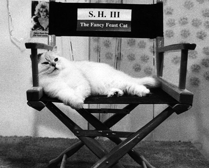 The British Shorthair S.H. III, Who Was Featured In Advertisements For "Fancy Feast" Cat Food, Lounges On A Director's Chair