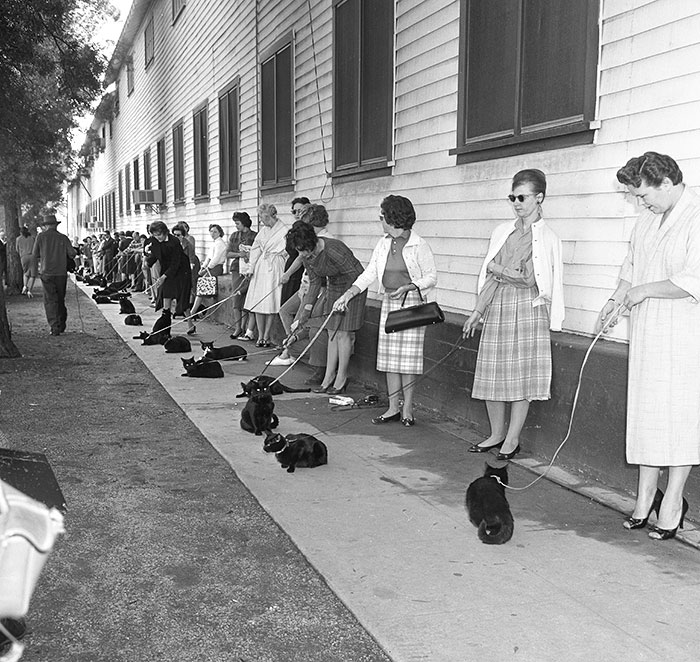 Casting Call For Black Cats To Star In Roger Corman Movie In Los Angeles, California, 1961