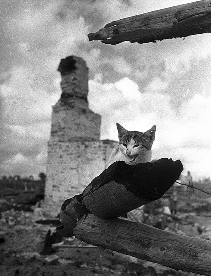 Homeless Kitten On The Ashes Of The City Of Zhizdra, Kaluga Region