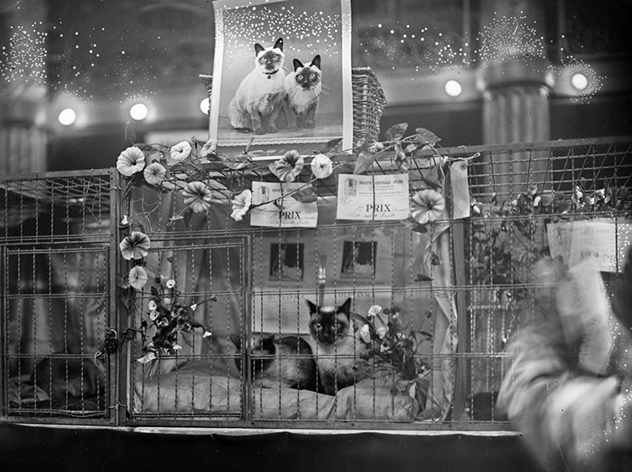 Cat Show Siamese, 1927