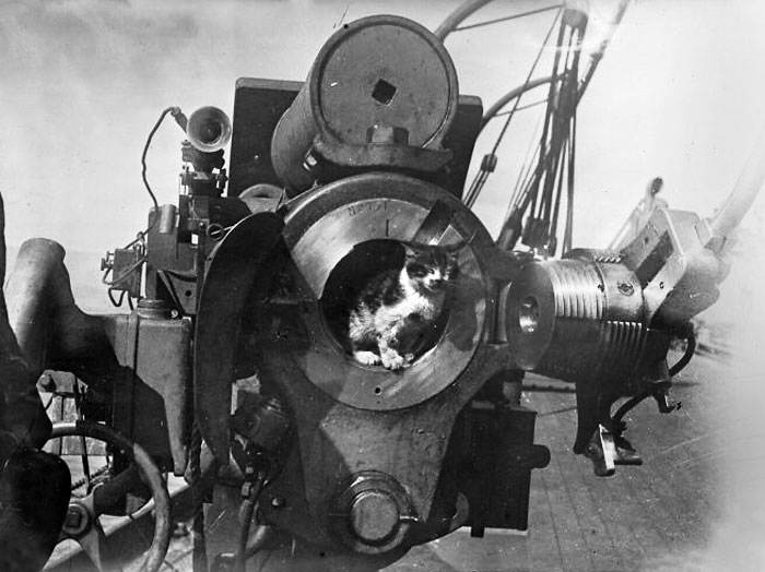 Cat In The Opening Of A Cannon