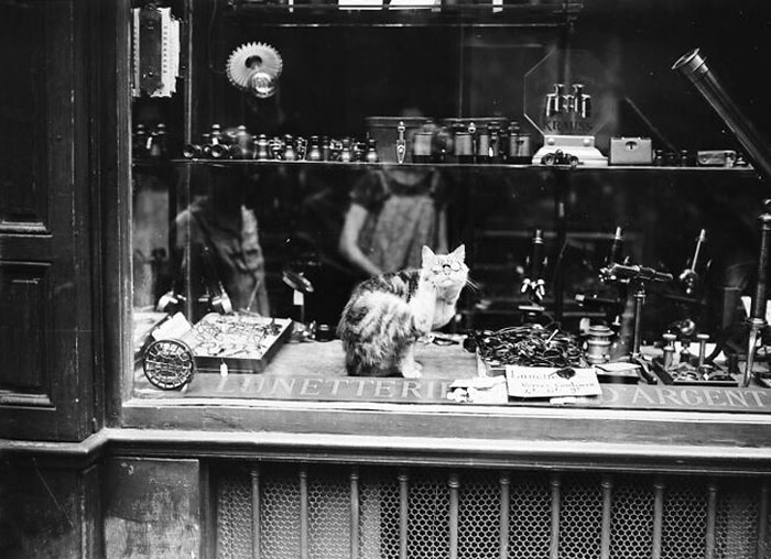 Original Advertisement For An Optician On Boulevard Saint-Germain. Cats Wearing Glasses
