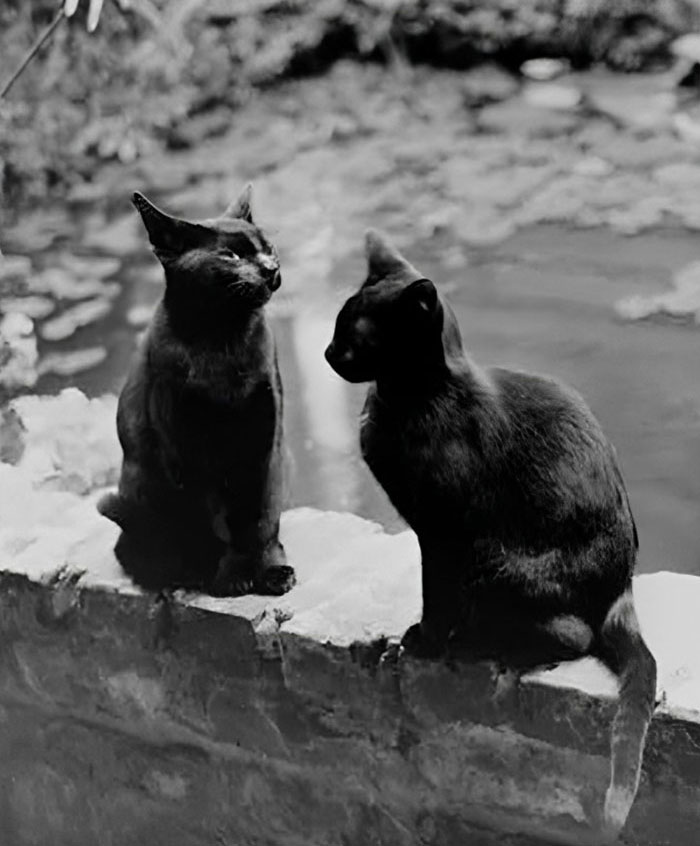 Frances Benjamin Johnston's Cats, Herman, And Vermin. New Orleans, Louisiana