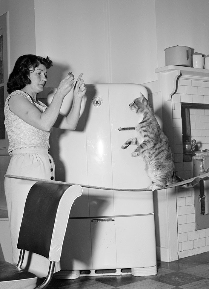 "Show Off" Cat. April 1955