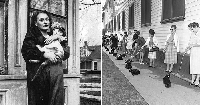 40 Best Vintage Cat Photos To Melt Your Heart