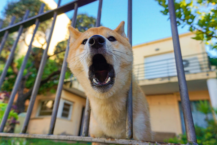Neighbors Won’t Pick Up After Their Dog, Guy Enjoys Watching Them Losing Their Minds After His Revenge Neighbors Won’t Pick Up After Their Dog, Guy Enjoys Watching Them Losing Their Minds After His Revenge