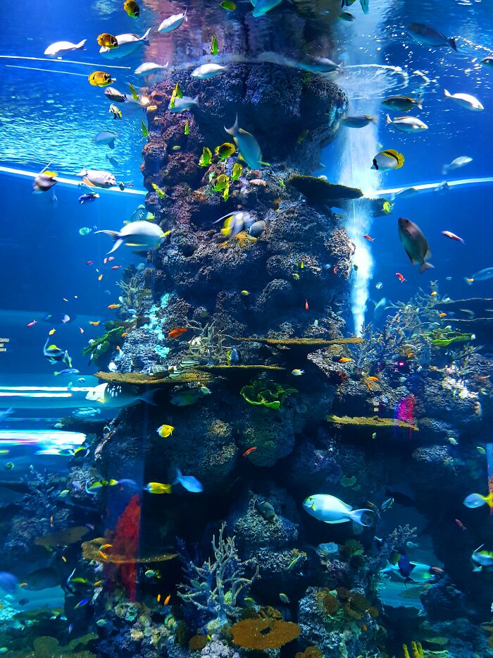 Aquarium. Nothing So Peaceful As Fishes