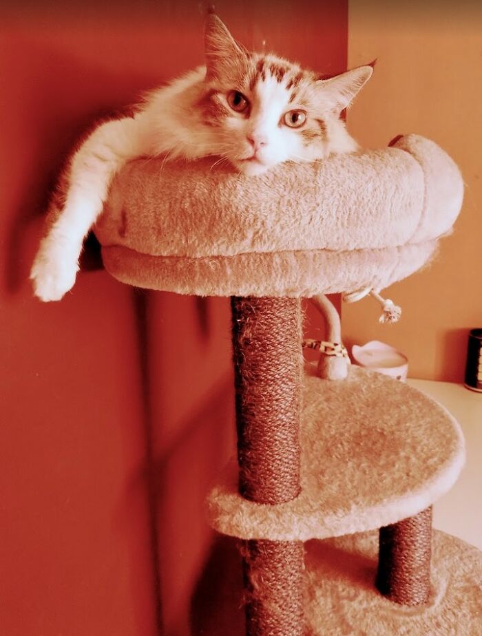 Change One Life Cat Sanctuary: After A Decade Of Caring For Homeless Cats, We Need Your Help