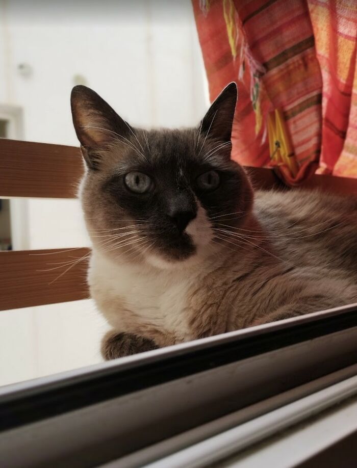 Change One Life Cat Sanctuary: After A Decade Of Caring For Homeless Cats, We Need Your Help