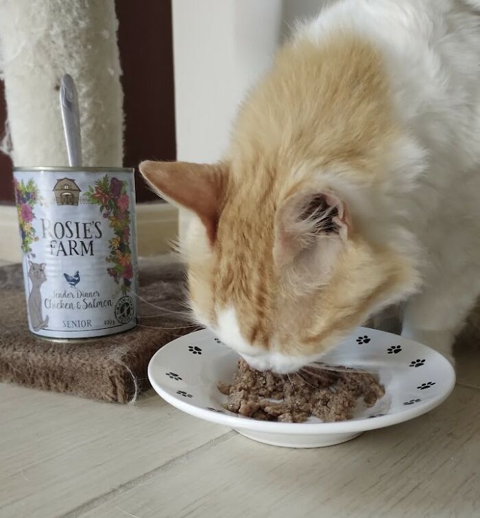 Change One Life Cat Sanctuary: After A Decade Of Caring For Homeless Cats, We Need Your Help