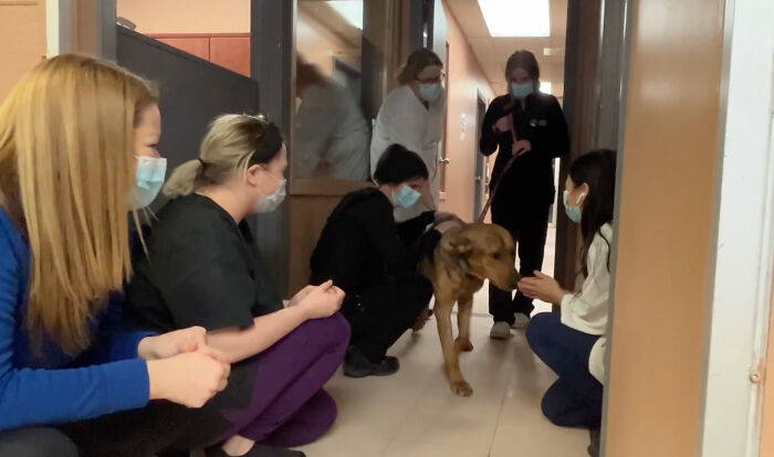Heartwarming Video Showing Shelter Dog Saying Goodbye To Staff Members After Being Adopted