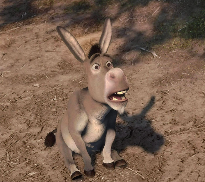 Donkey confused
