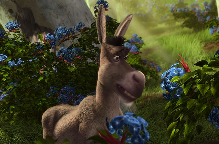 Donkey looking for flowers