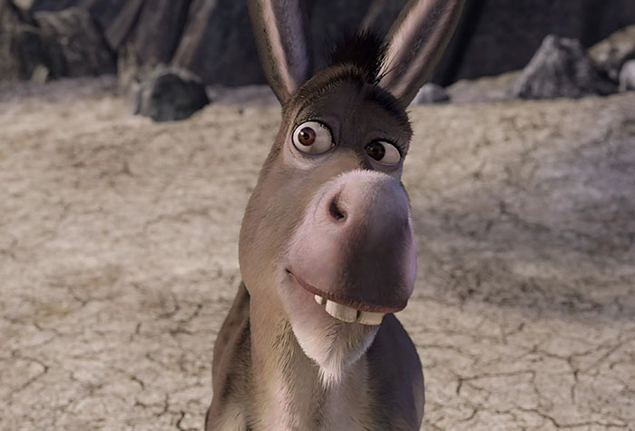 Donkey puzzled