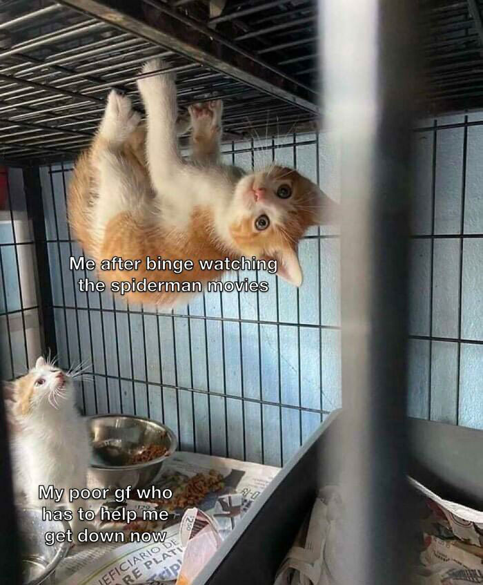 Cat hanging upside down in a cage, mimicking Spiderman. Another kitten looks up humorously.
