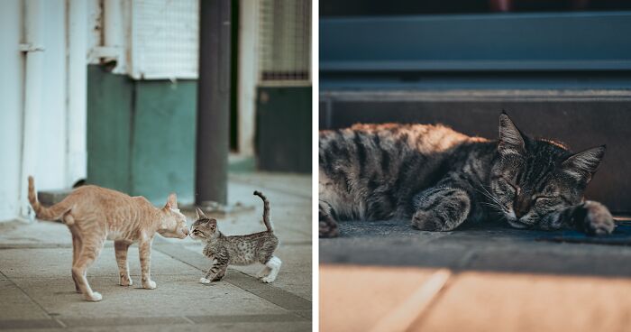 I Walked The Streets Of Limassol, Cyprus To Take Pictures Of Stray Cats There (16 New Pics)