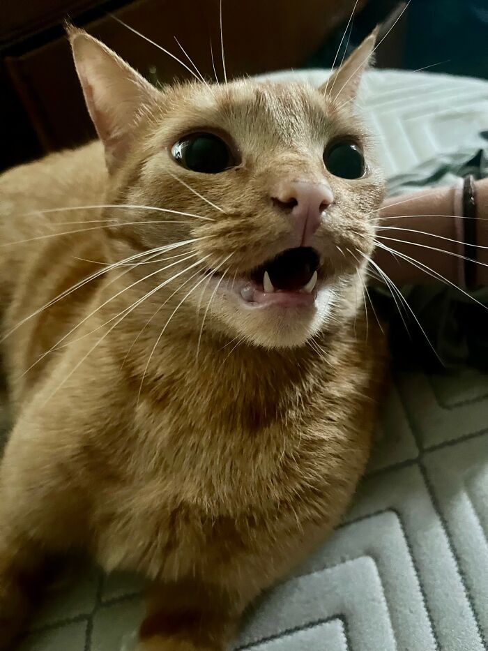 My Cat, Dumpling, Gets Very Agitated When I Change The Sheets On The Bed