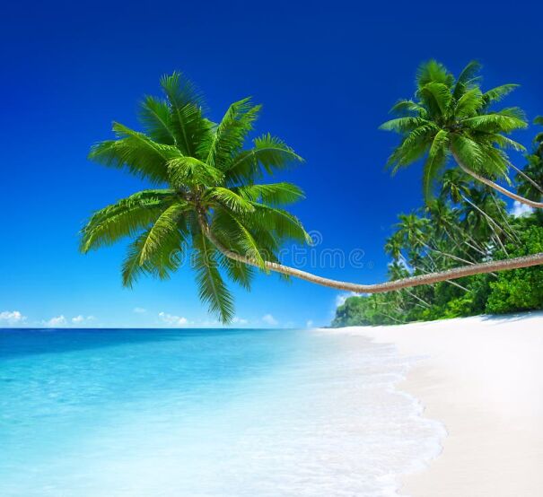 tropical-paradise-palm-tree-41402409.jpg