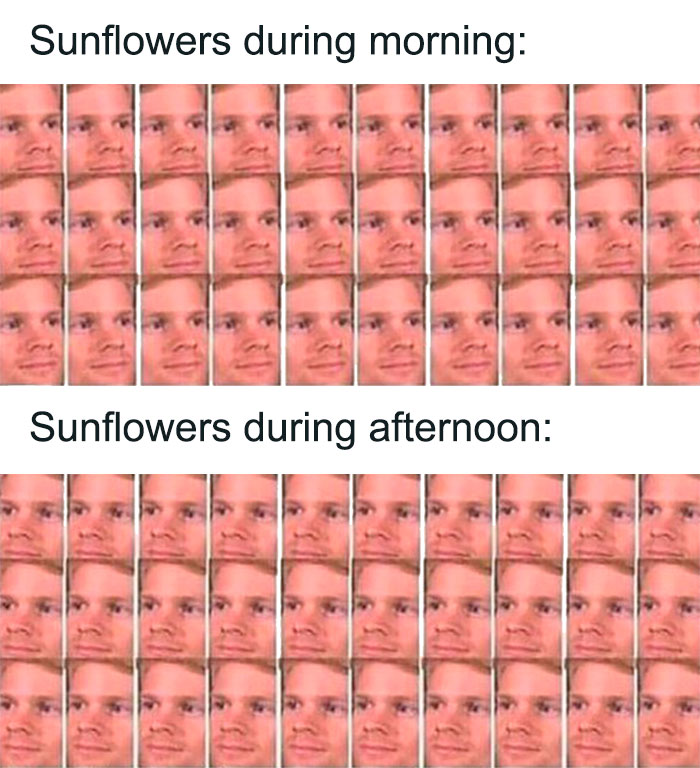Blinking White Guy sunflower weather meme