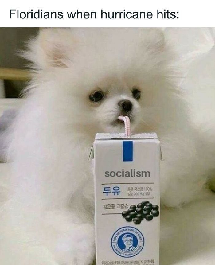 Small white dog drinking juice meme 