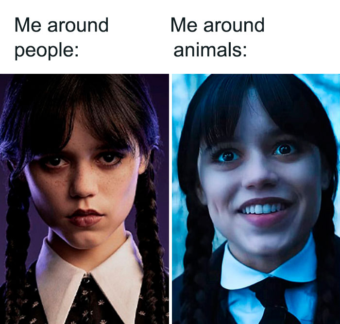 me around people and animals meme