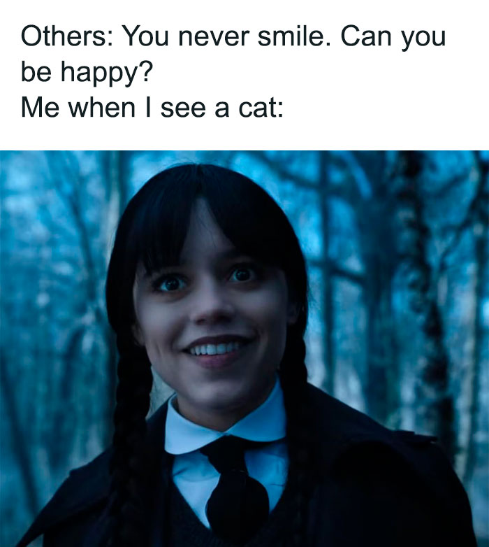 happiness of seeing a cat meme