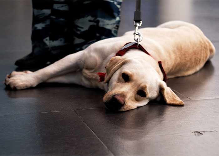 “I Just Need You Out Of The Chair”: Entitled Mother Harasses A Traveler In A Wheelchair “I Just Need You Out Of The Chair”: Entitled Mother Harasses A Traveler In A Wheelchair