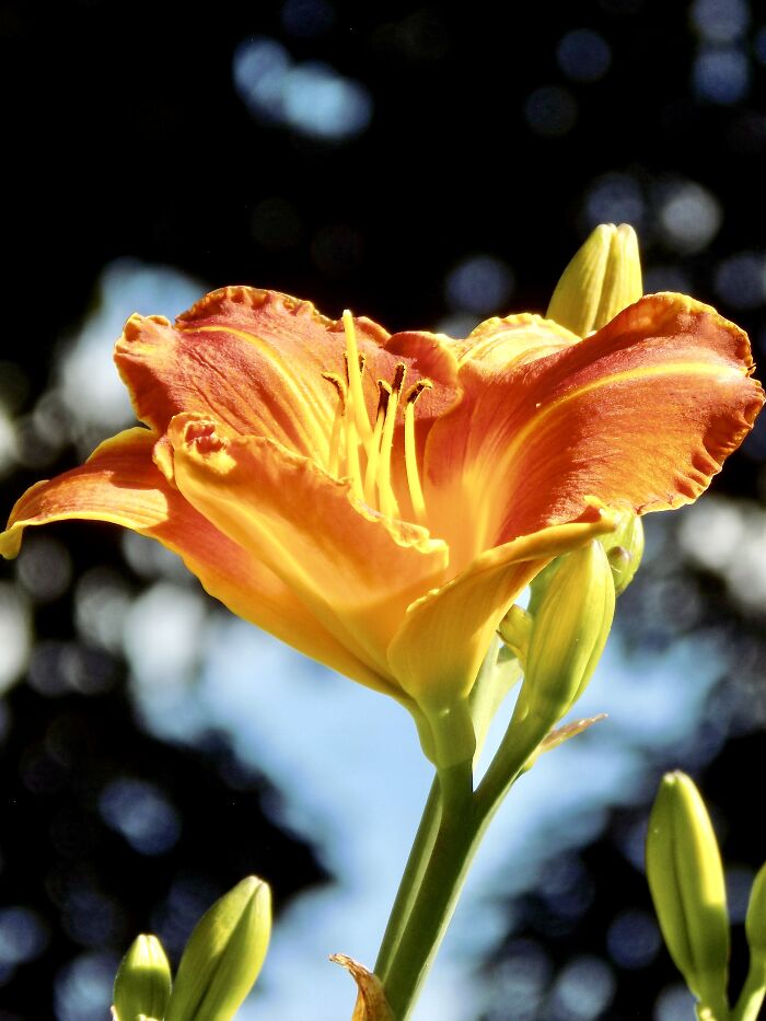 Beautiful Orange Colored Lily