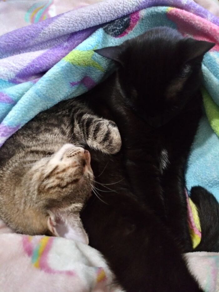Jiji The Void Cat With His Sister Kiki